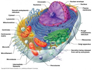 03-02_CellStructure